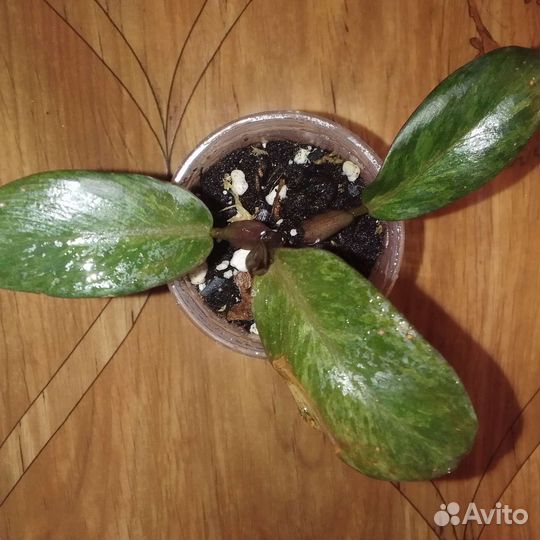 Филодендрон блек кардинал супер сплеш