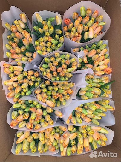 Опт Свежие тюльпаны напрямую от производителя