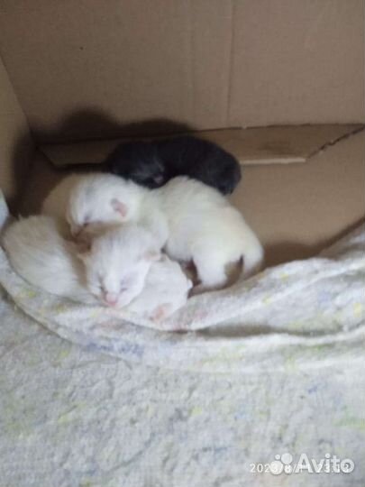 Отдам котят