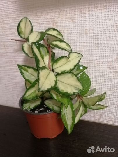 Хойя карноза триколор