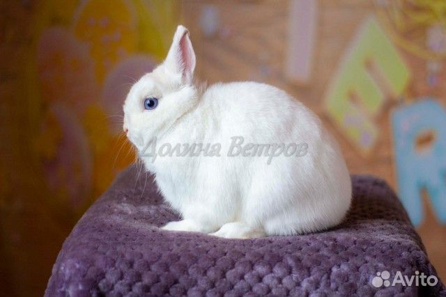 Илон, кролик минор, белый г.гл., мальчик