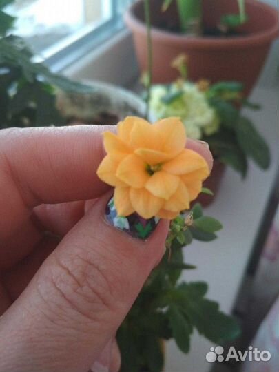 Каланхое отводки