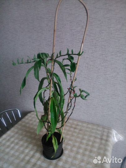 Растение золотой ус