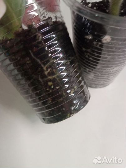 Фиалка, листики, детки