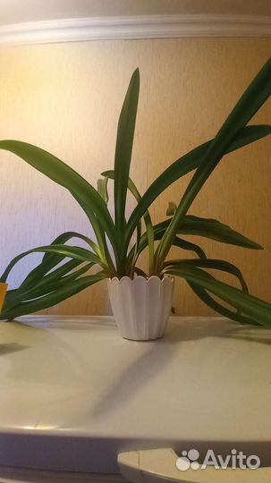 Гиппеаструм