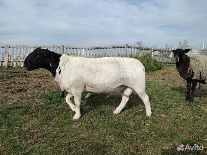 Козы бараны