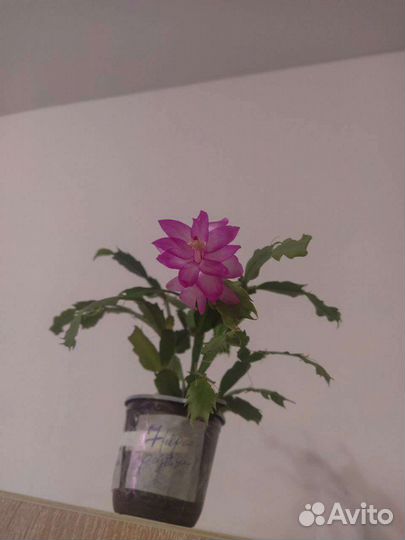 Декабрист (Шлюмбергера)