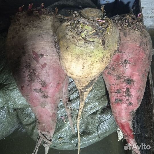 Свёкла кормовая Семена