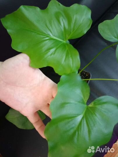 Филодендрон Селло