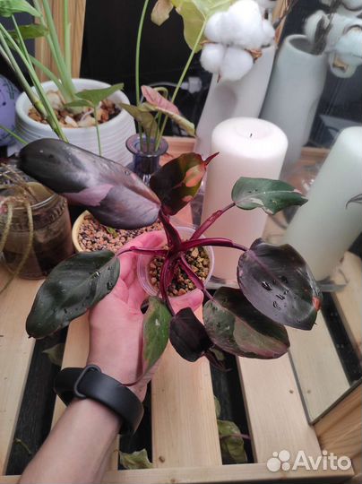 Филодендрон розовая принцесса