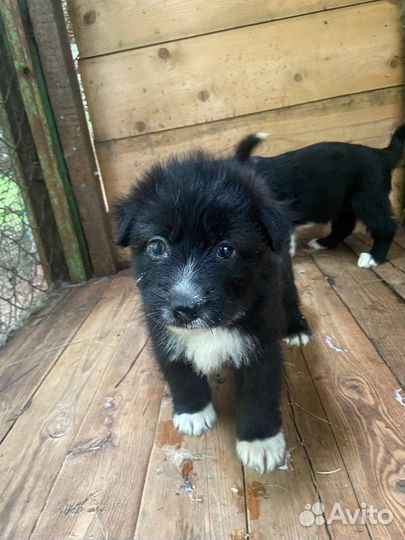 Щенки самоеда