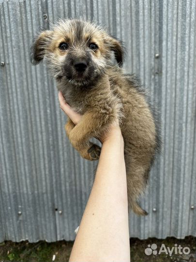 Щенок в добрые руки