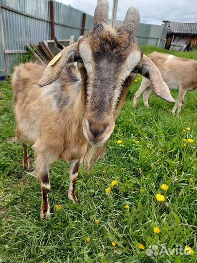 Козы дойные