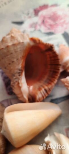 Ракушки морские