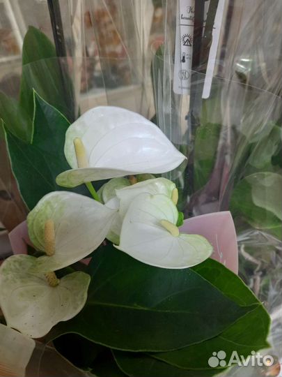 Антуриум белый