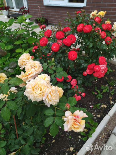 Розы кустовые и плетистые