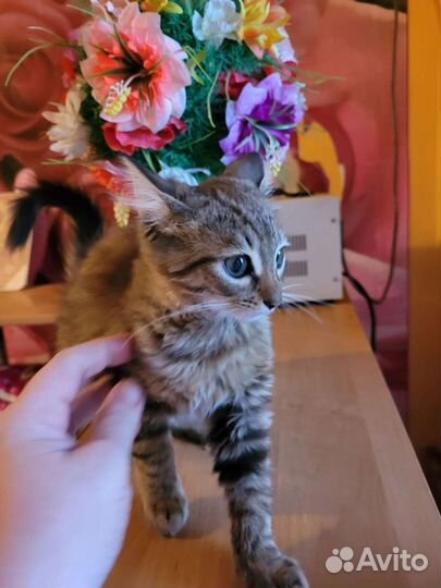 Котята Полосатик и. брат и сестричка. В добрые