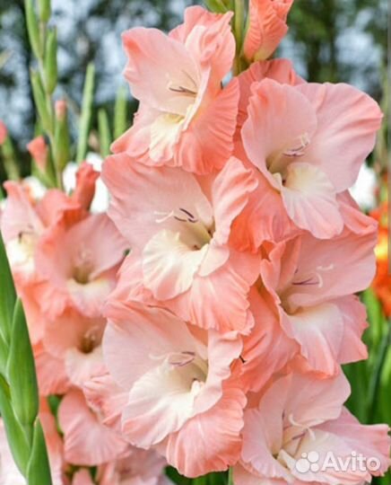 Гладиолусы луковицы