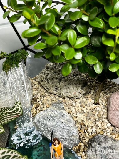 Флорариум мирсина supboard букет цветы бонсай