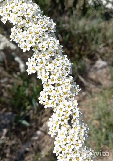 Спирея, пионы, роза