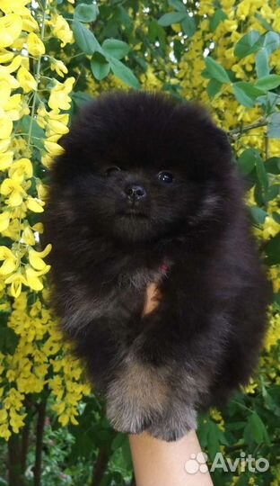 Померанский шпиц чп мишки