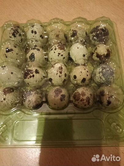 Яйца перепелиные домашние