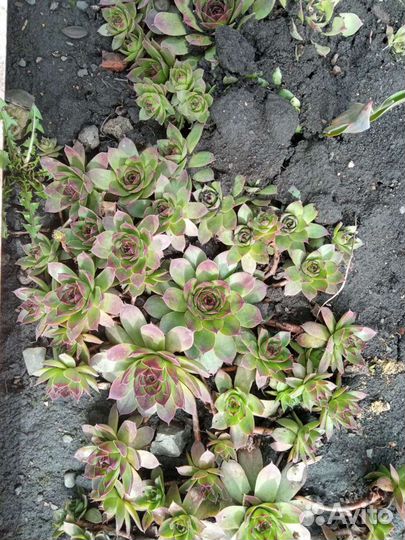 Каменная роза