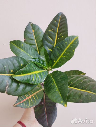 Кротон, фикусы