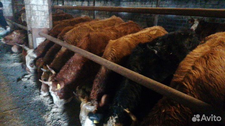 Продажа нетелей