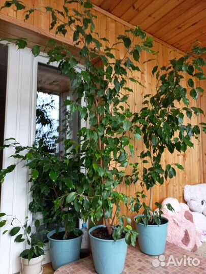 Фикус бенджамина