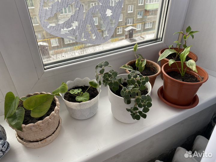 Фиалка, спатифиллум, диффенбахия, фикус, герань