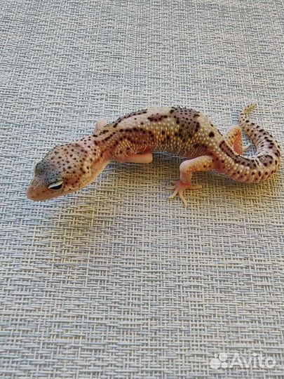 Геккон эублефар