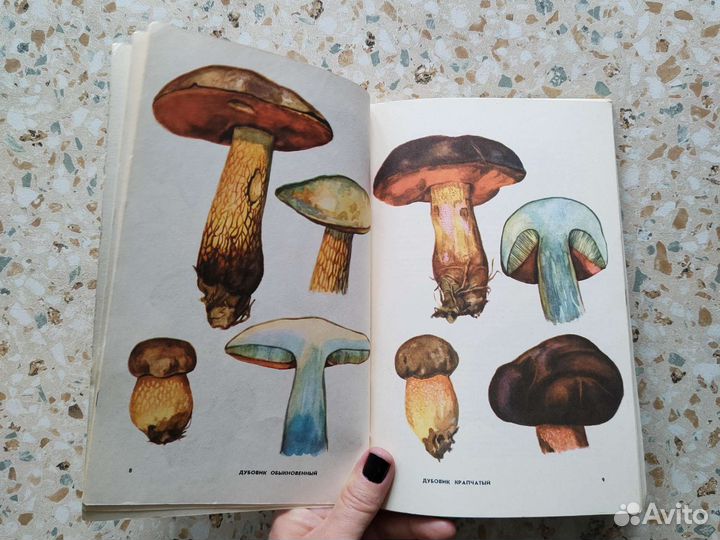 Книга Грибное лукошко с цветными иллюстрациями