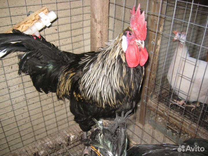 Петухи молодые голошейные, кучинск и мих бресс гал
