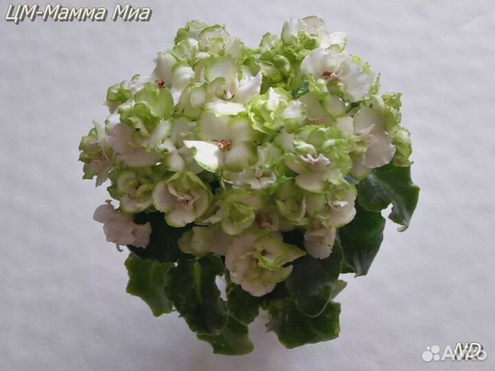 Фиалка мини листок