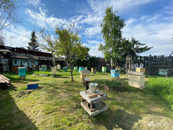 Продам пчелосемьи