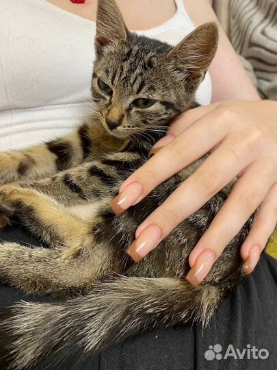 Кошка в дар бесплатно