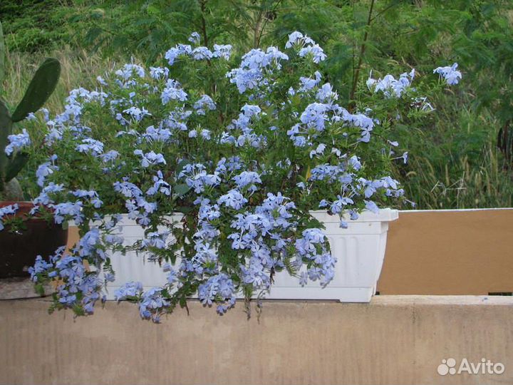 Плюмбаго (свинчатка) черенок