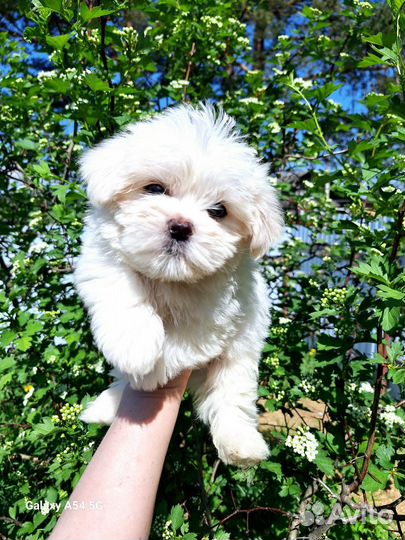 Мальтийская болонка мальчик