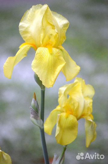 Ирисы желтые, с доставкой