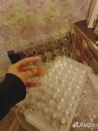 Лоток для перепелиных яиц