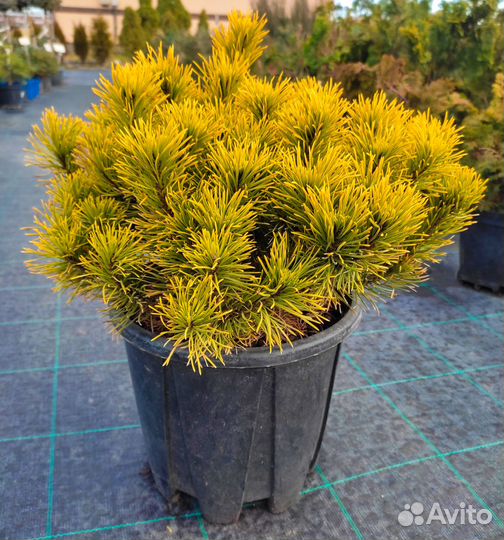 Сосна горная Винтер Голд 'Winter Gold'