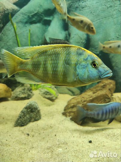 Аквариумные рыбки Тверь-Торжок-Кувшиново-Осташков