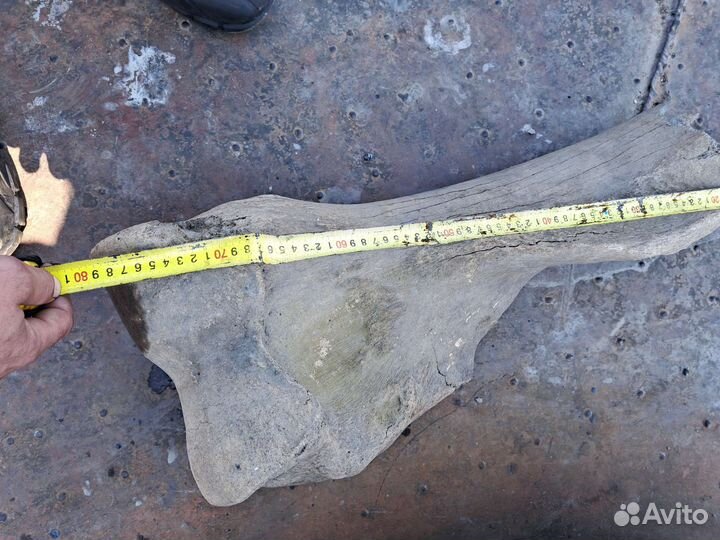 Кость мамонта