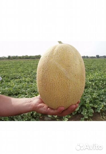 Дыня оптом