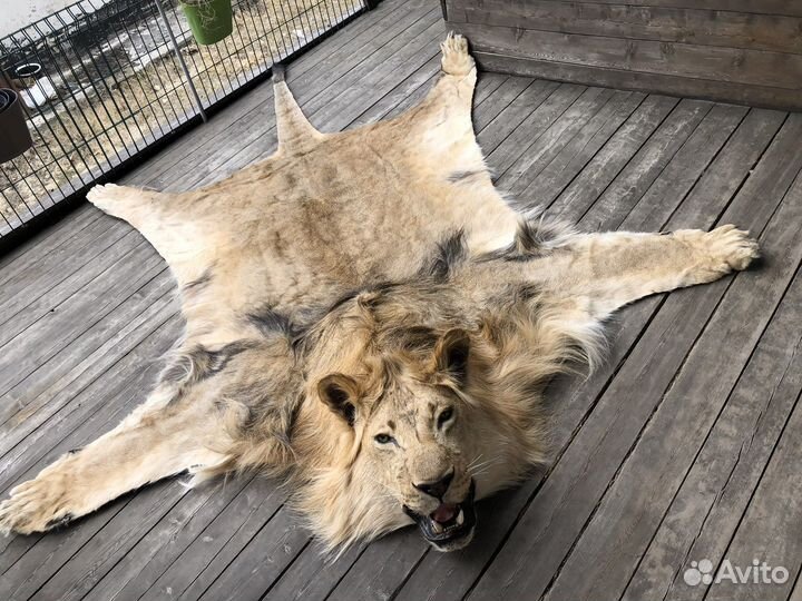 Чучело/шкура