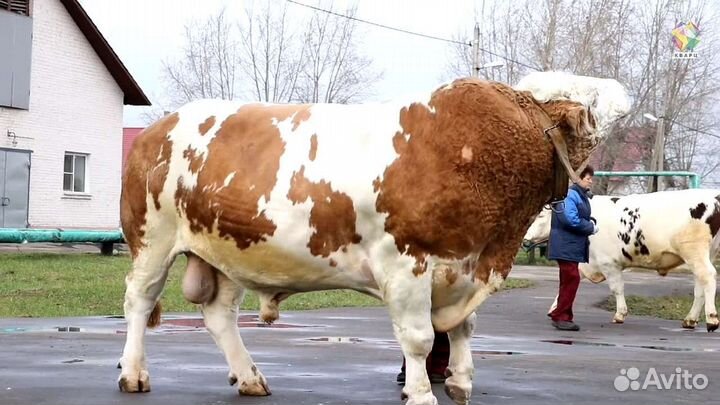 Искусственное осеменение коров и телок