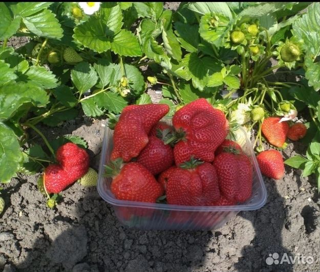 Рассада клубники азия