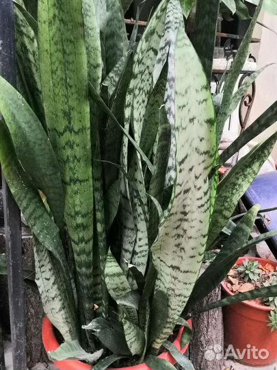 Сансевиерия