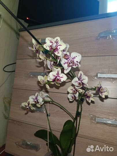 Орхидея медовый щербет